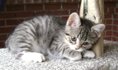 Savannah as a cute kitten 