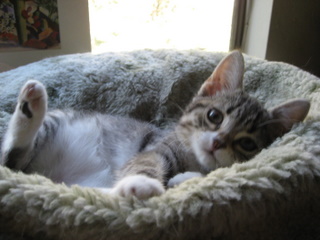 Another cute kitten photo!